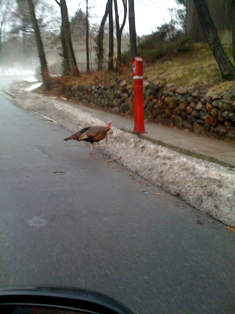 近所で道路を横断する野生の七面鳥